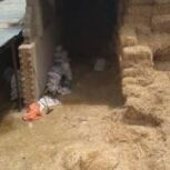 کاه پرس گندم