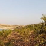 فروش باغ بادام هفت برم خان زنیان