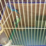 قناری نروماده