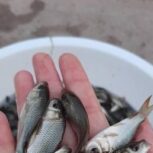 فروش بهترین بچه ماهی و غذای ماهی به تمام ایران