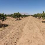 تعداد 60گوده انجیر با سه ساعت اب شهرستان استهبان