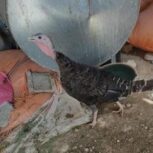 بوقلمون و جوجه