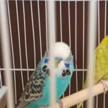 مرغ عشق انگلیسی گریدA