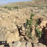 انجیرستان با نهال دو وچهار ساله 3000متر