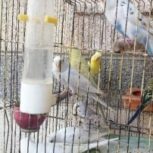 مرغ عشق سر حال