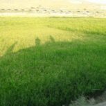 فروش زمین کشاورزی نورآباد ممسنی