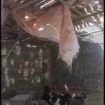 توله سگ قدریجونی اصل