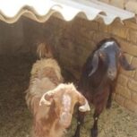 فروش دو راس بز