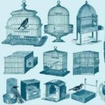 خریدار پرنده و خرگوش و قفس