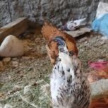 جوجه خروس و مرغ