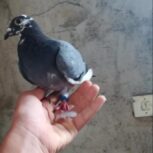 کبوتر پلاکی