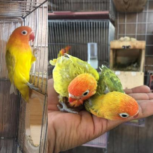 طوطی کوتوله برزیلی