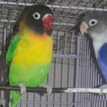 جفت های کوتوله برزیلی%نروماده تک%گرینچیک سخنگو