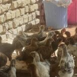 فروش جوجه 50 روزه در داراب