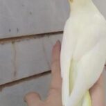 عروس هلندی لوتینو