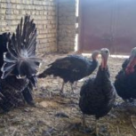 بوقلمون ماده برنز