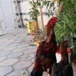 خروس لاری ومرغ لاری