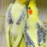 فروش انواع جوجه محلی اردک رنگی