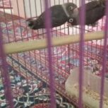 طوطی برزیلی