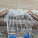 قفس ملنگو یا عروس هلندی