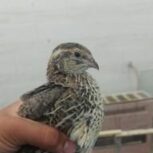 بلدرچین گوشتی و تخمگذار