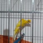 قناری جیور طلایی