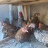 فروش‌ مرغ و خروس سبرایت در لارستان