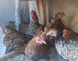 فروش‌ مرغ و خروس سبرایت در لارستان