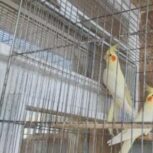 فروش تعدادی پرنده