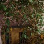 فروش گل باگلدان