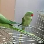 جفت شاه طوطی