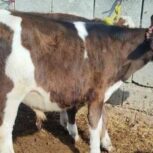 5 راس گوساله نر سیمینتال