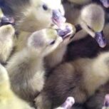 فروش جوجه غاز سه روزه