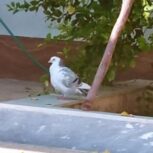 کبوتر هفلق سبز