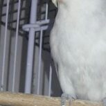 کوتوله برزیلی ماده کارداده.قیمت مناسب!