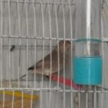 سهره ملیح جفت