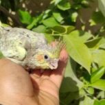 جوجه سرلاکی‌ عروس هلندی