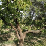 زمین 490 متری مناسب برای سرمایه گذاری