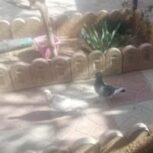 دوتا کفتر ماده یه نر