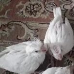 عروس هلندی جوجه