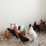 خروس و مرغ دونی