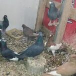 کبوتریا کفتر