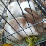 خرگوش های هلندی بسیار زیبا