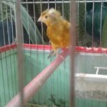 قناری ابلق نر