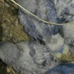 2جفت کوتوله برزیلی مولد باجوجه