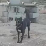 سگ سرابی اصل