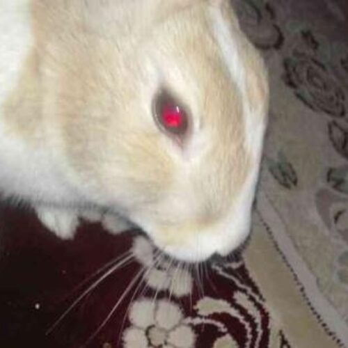خرگوش اصیل ایران