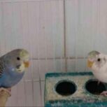 فروش یک جفت مرغ عشق