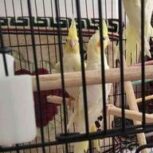 گرینچیک و لوتینو