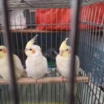 عروس هلندی لوتینو چشم شرابی 5 ماهه